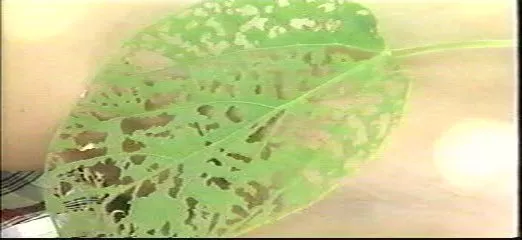 【過去の名作】西村理香 – ●2歳