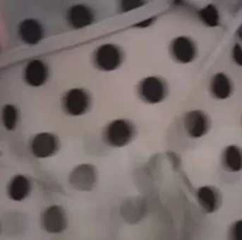 ちんちくりんｓしまい